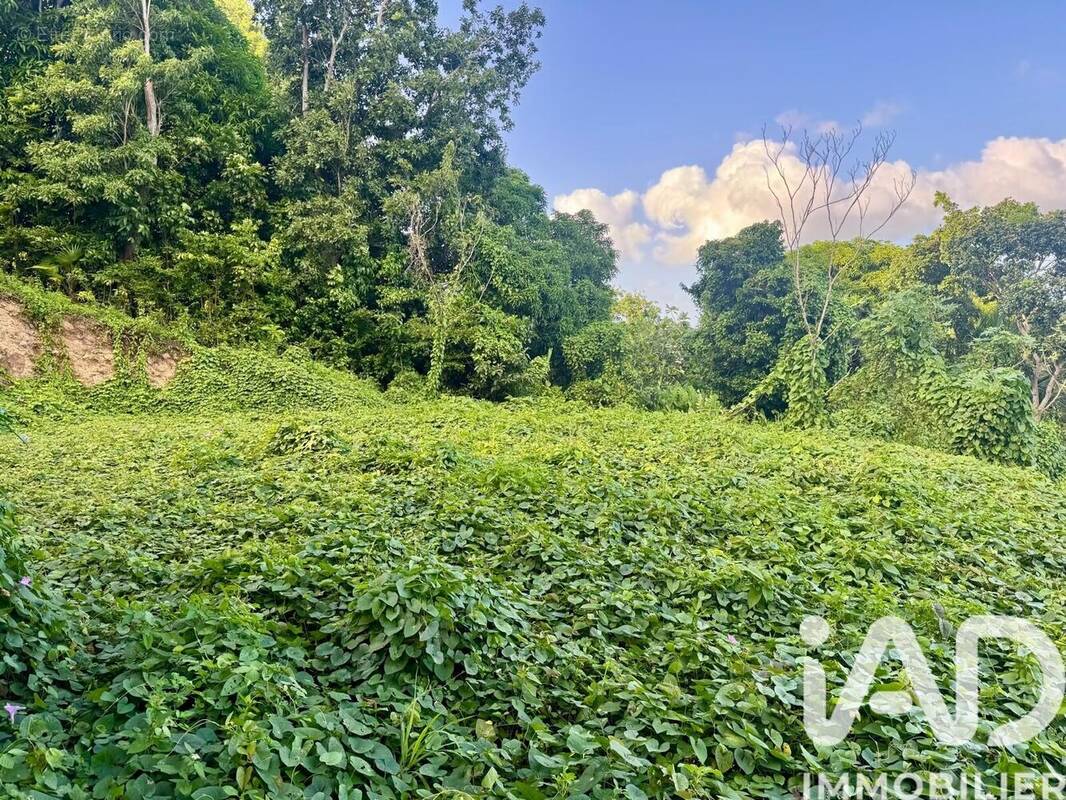 Photo 1 - Terrain à LES ABYMES