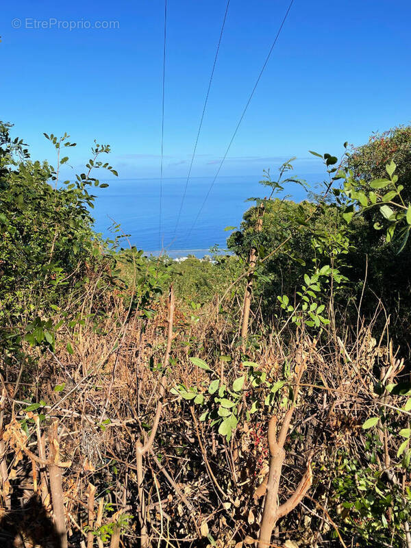 Terrain à SAINT-LEU