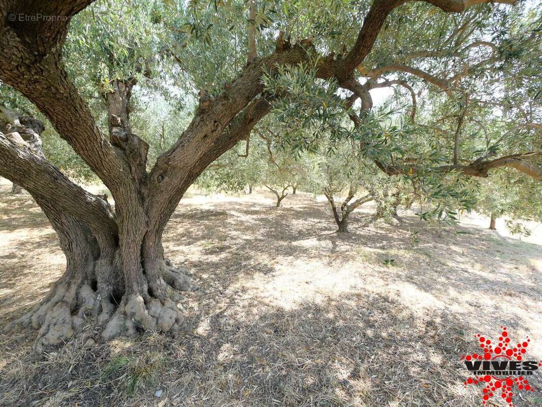 Exceptionnel : Truffière en production sur 2,2 hectares aux portes de Béziers - photo 10