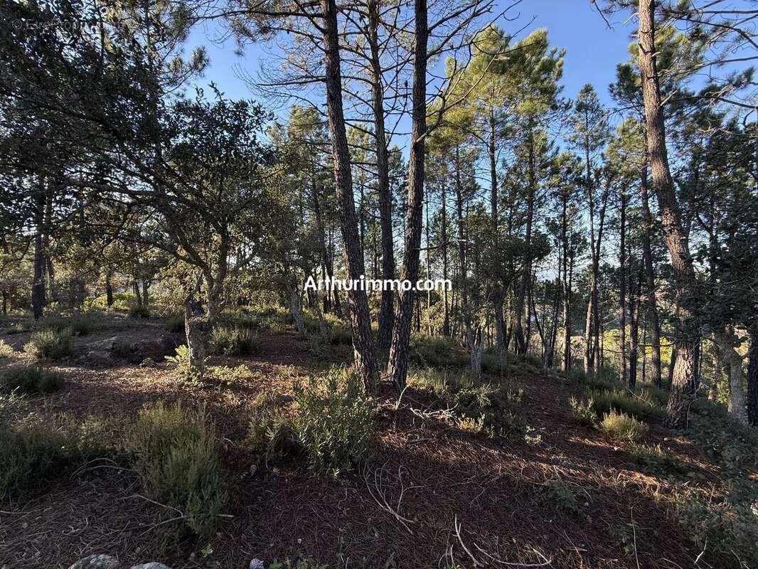Vente Terrain Vidauban(83550) 125 000ï¿œ - photo 3