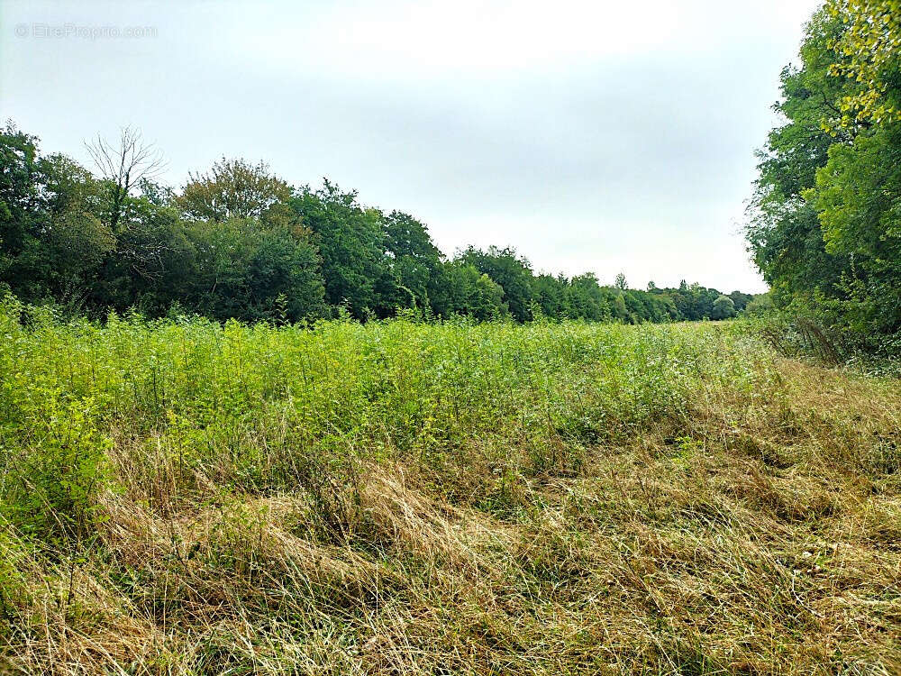 Terrain à MARGOUET-MEYMES