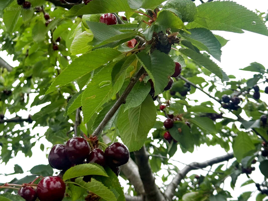 Maison à CARRIERES-SUR-SEINE