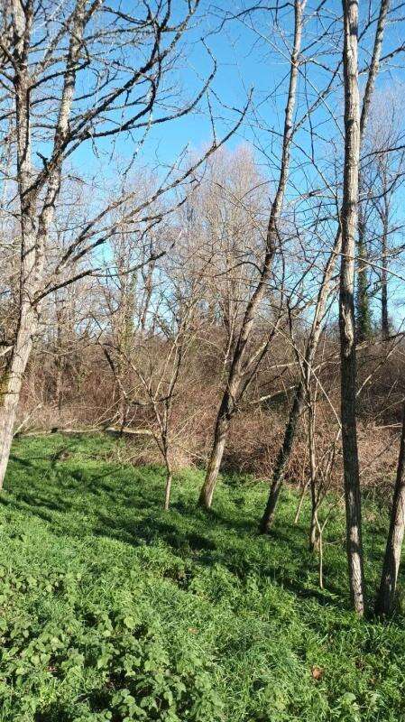 Terrain à VILLANDRAUT