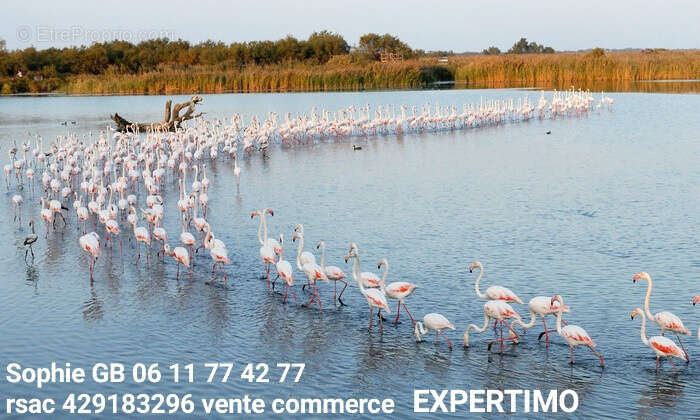 Commerce à PALAVAS-LES-FLOTS