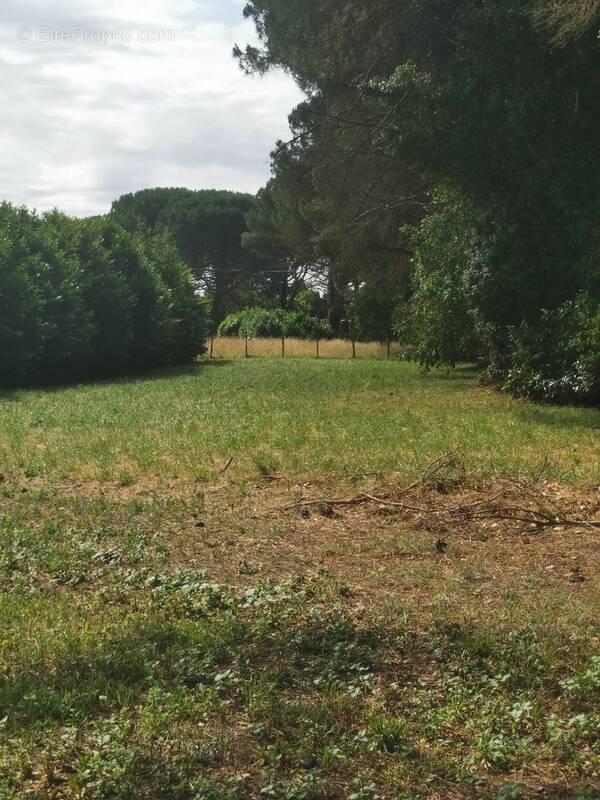 Terrain à SAINT-MAIXANT