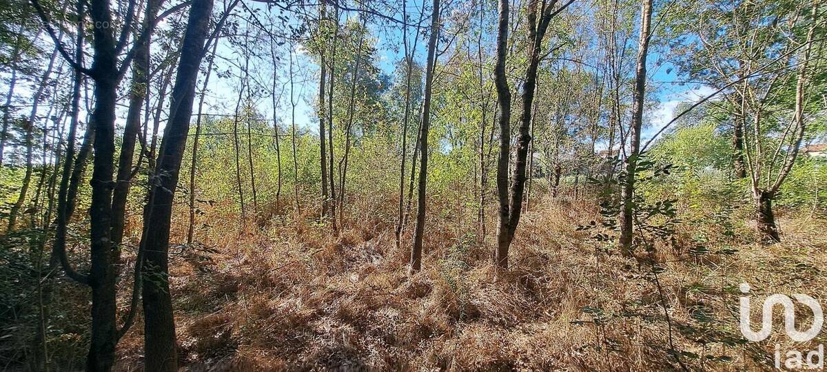 Photo 1 - Terrain à SAINT-CHRISTOL-LES-ALES