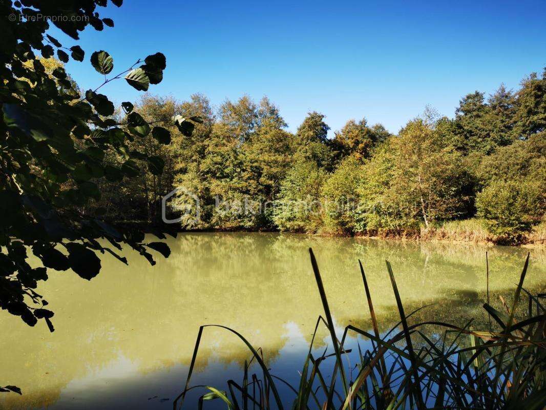 Terrain à SAINT-SAUVEUR-EN-PUISAYE