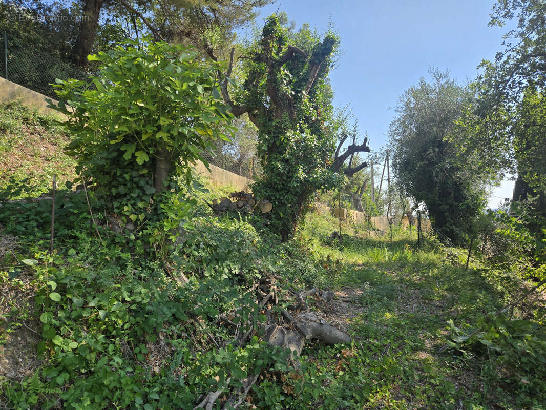 Terrain à CASTAGNIERS