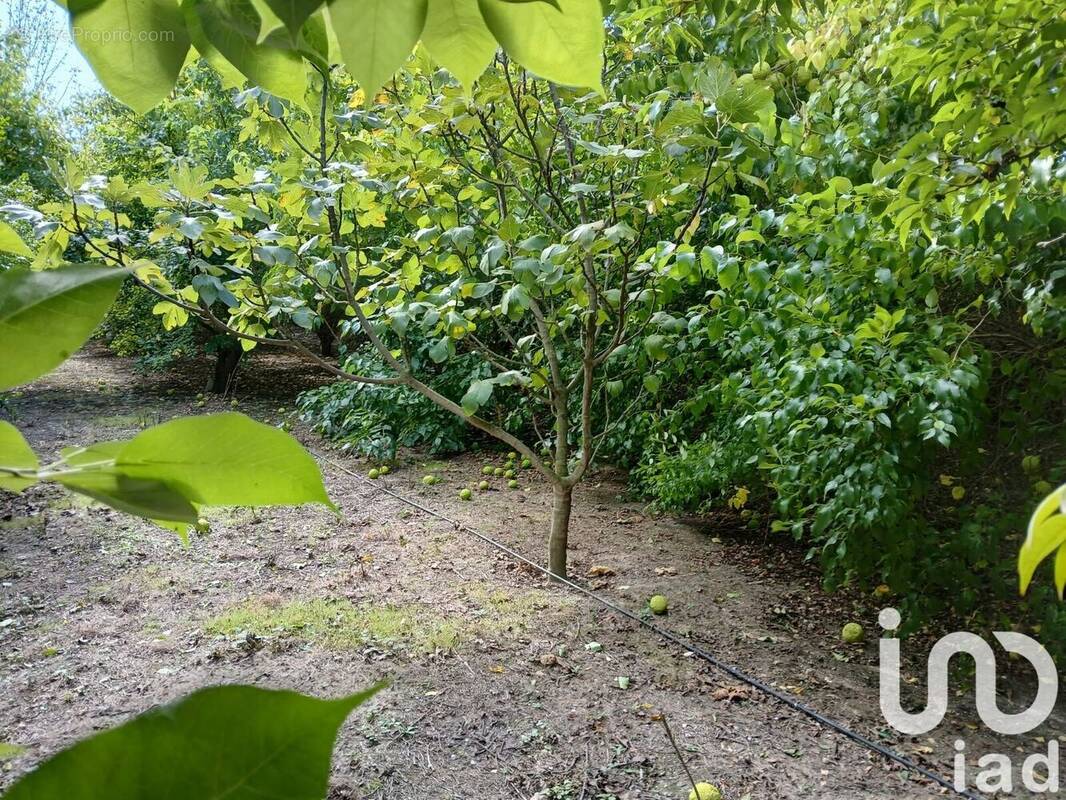 Photo 1 - Terrain à BEZOUCE