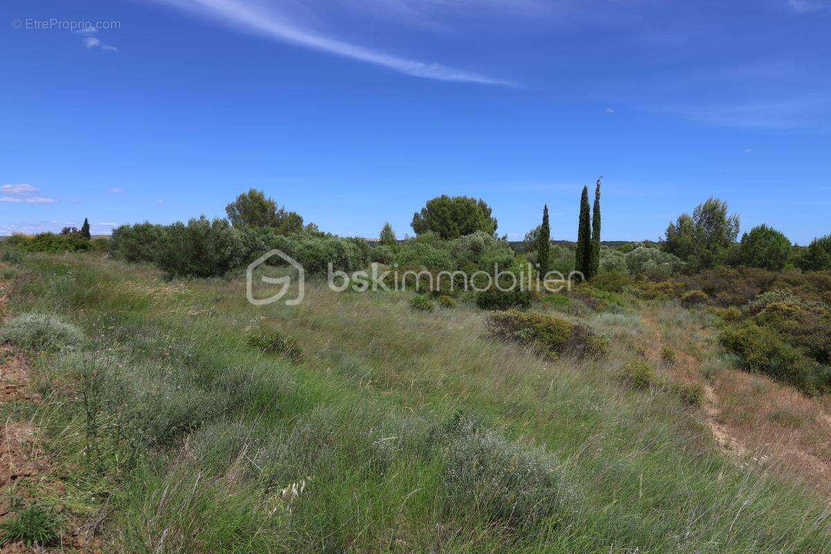 Oliveraie de plus d'1,5 hectare à Villeveyrac - photo 2