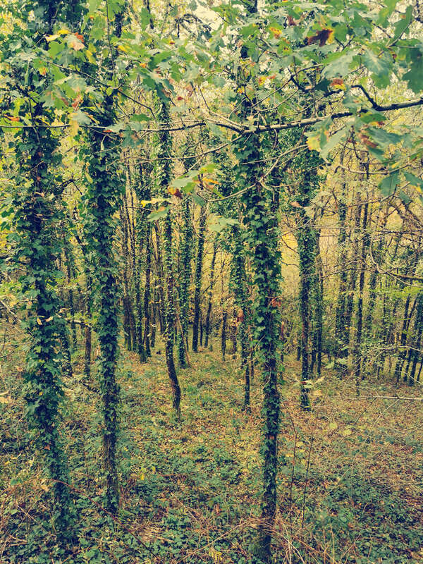 Terrain à TREIGNAC