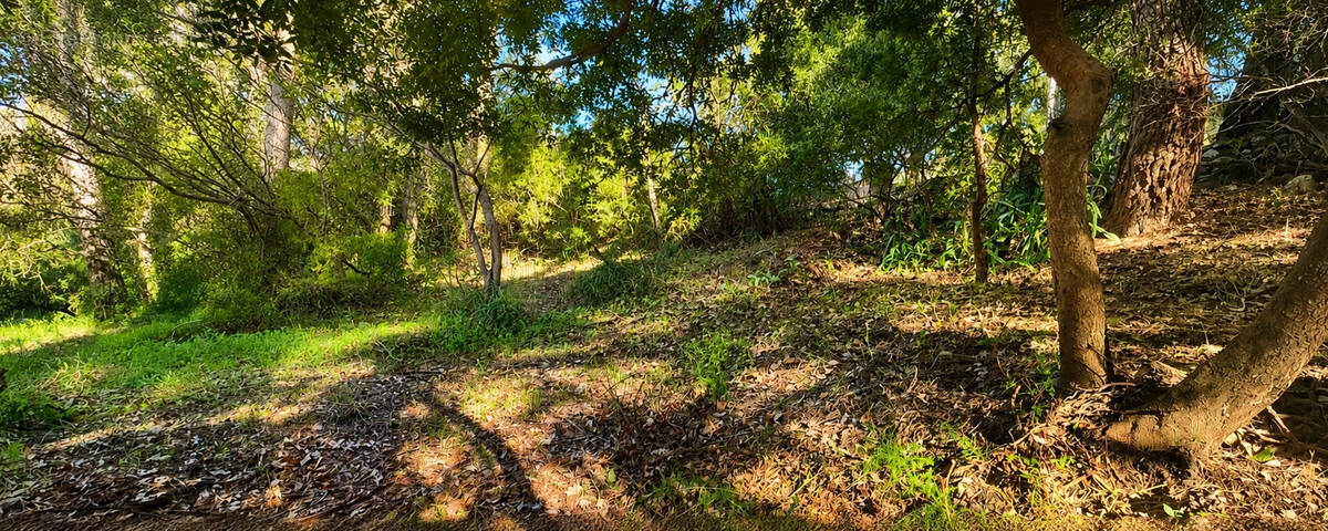 Terrain à SAINT-PAUL