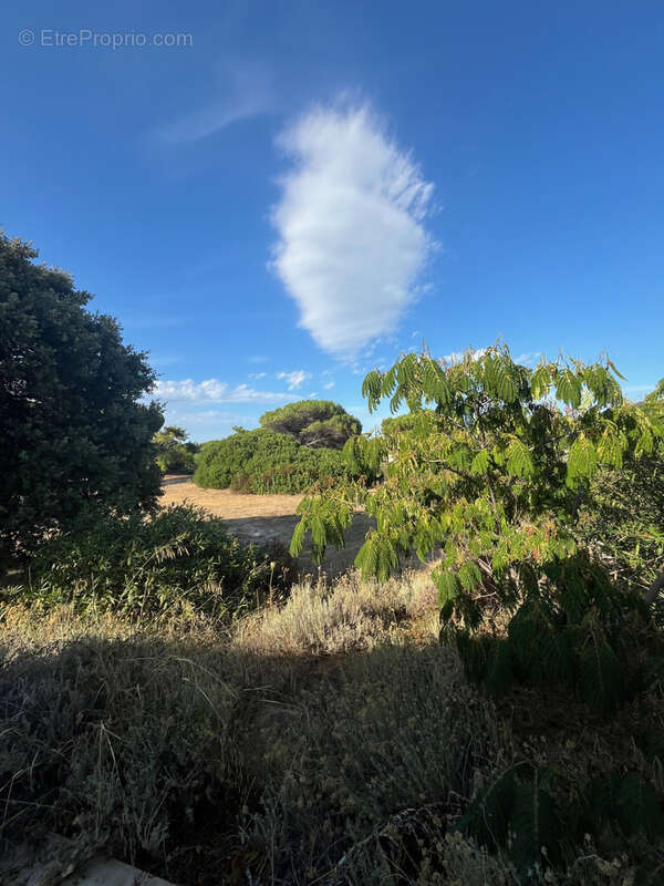Propriété 4 logements à 1 km des plages - proche de la Réserve Naturelle de Spanu - photo 6