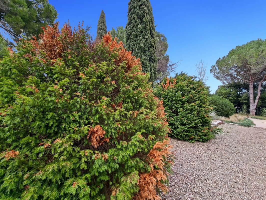 Terrain à CAZOULS-LES-BEZIERS