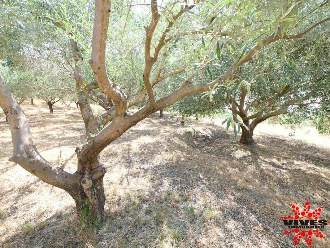 Exceptionnel : Truffière en production sur 2,2 hectares aux portes de Béziers - photo 12