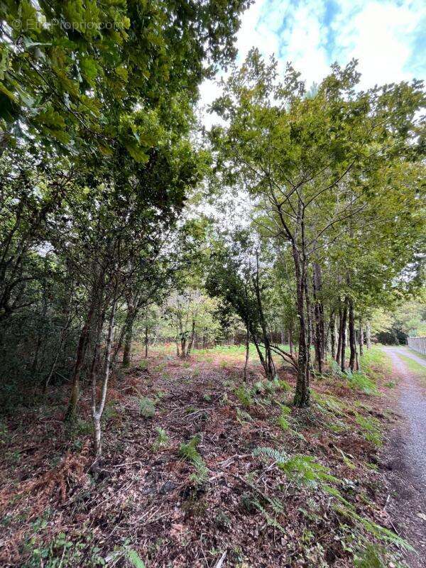 Terrain à SANGUINET