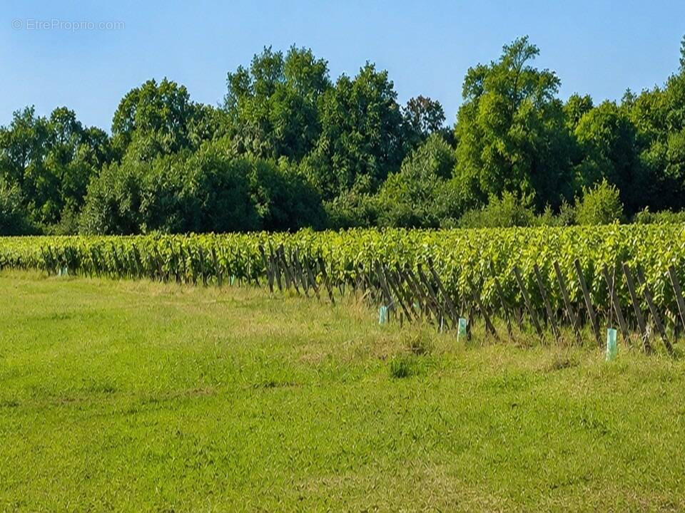 Terrain à SAINT-ANDRE-DE-CUBZAC
