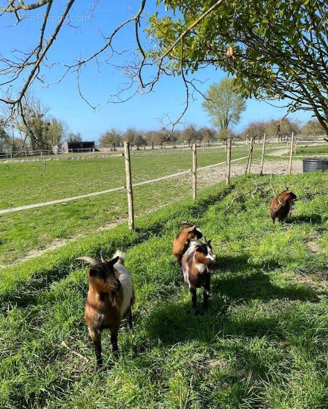 Maison à MONT-DOL