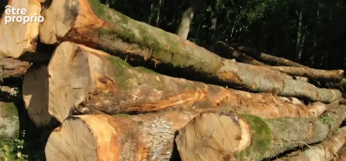 arbres feuillus - photo 2