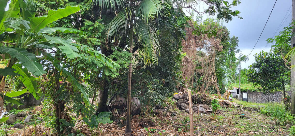 Photo 3 - Terrain à LE TAMPON