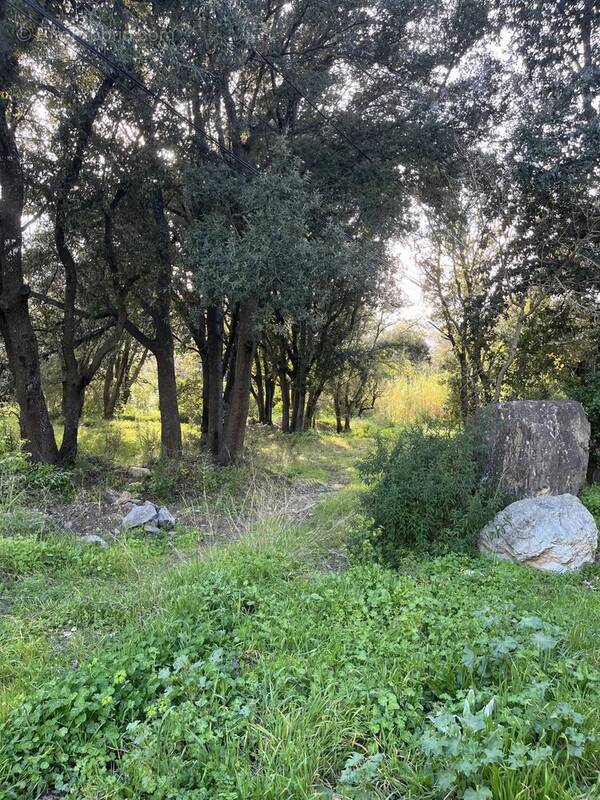 Terrain à BARBAGGIO