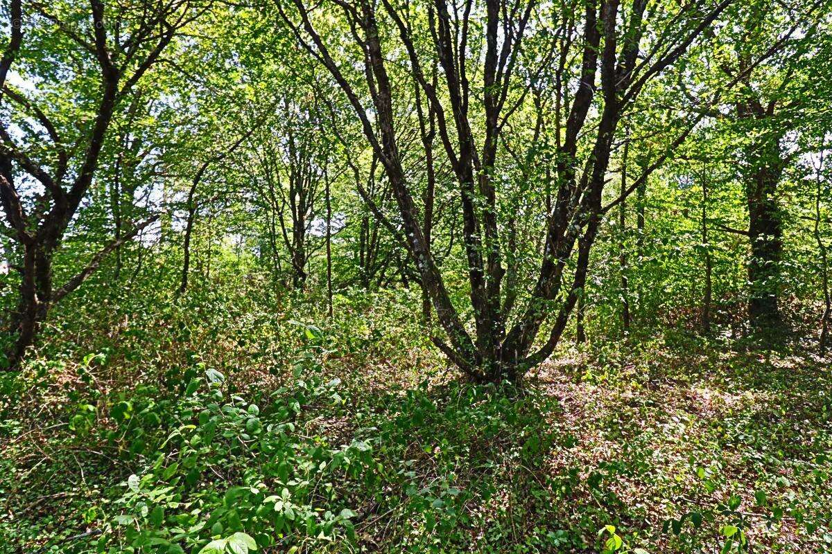 Terrain À Vendre - photo 5