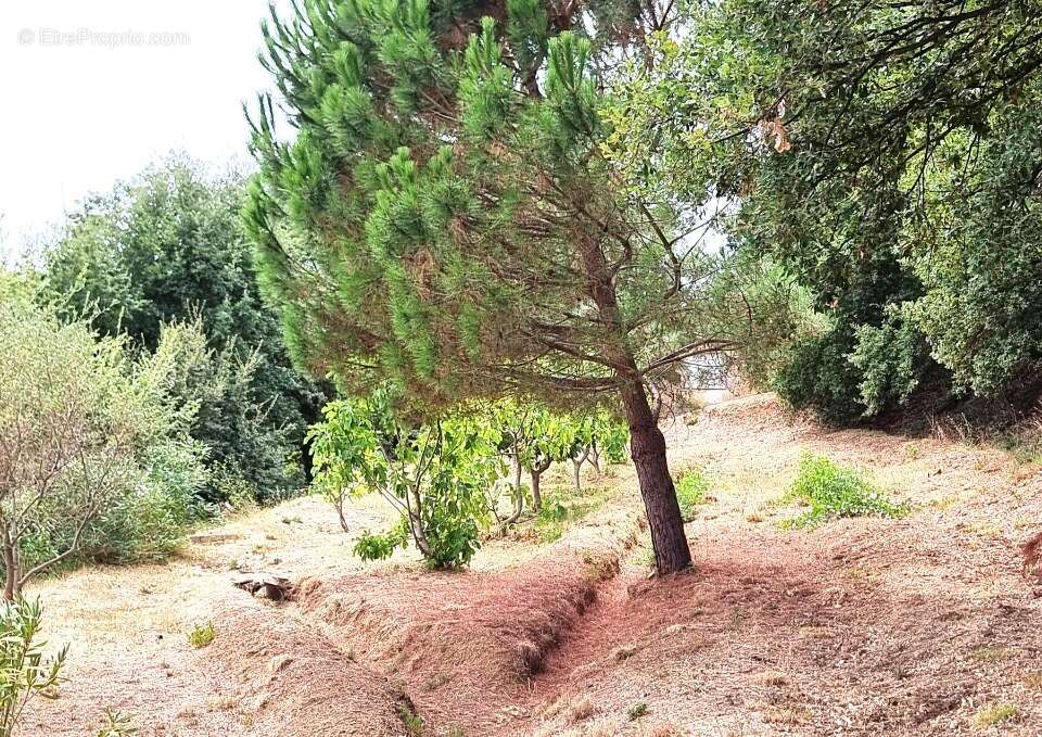 Terrain à COLLOBRIERES