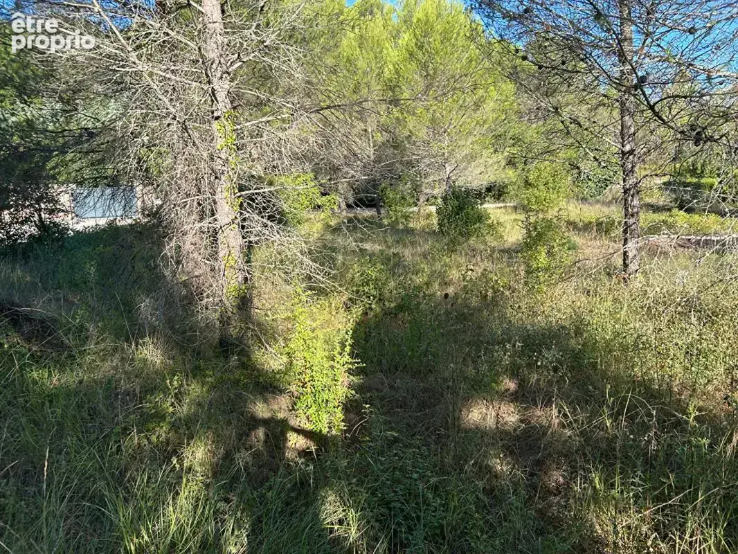 Terrain  1250 m2 - photo 2