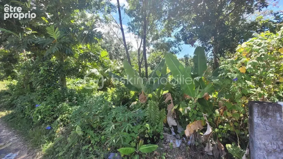 Vente Terrain Constructible de 778 m² Le Baril - Saint-Philippe - photo 2