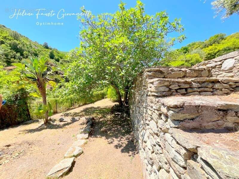 Ancien Moulin en Pierre avec dépendances sur près de 2,3 hectares – Santo-Pietro-di-Tenda - photo 29