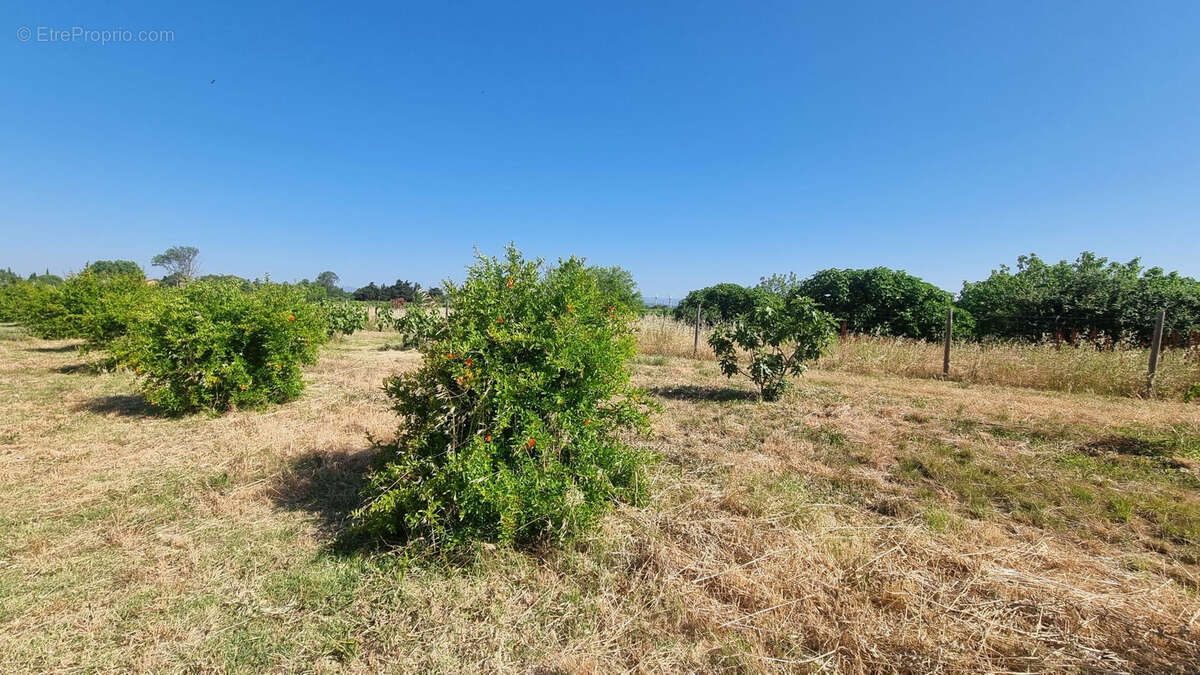 A vendre - verger à canet d'aude - photo 3