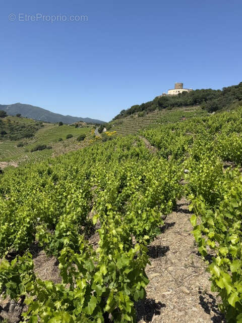 Terrain à COLLIOURE