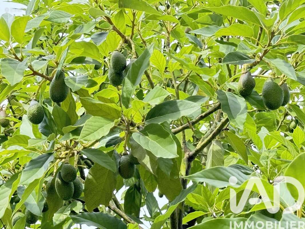 Photo 5 - Maison à CAGNES-SUR-MER