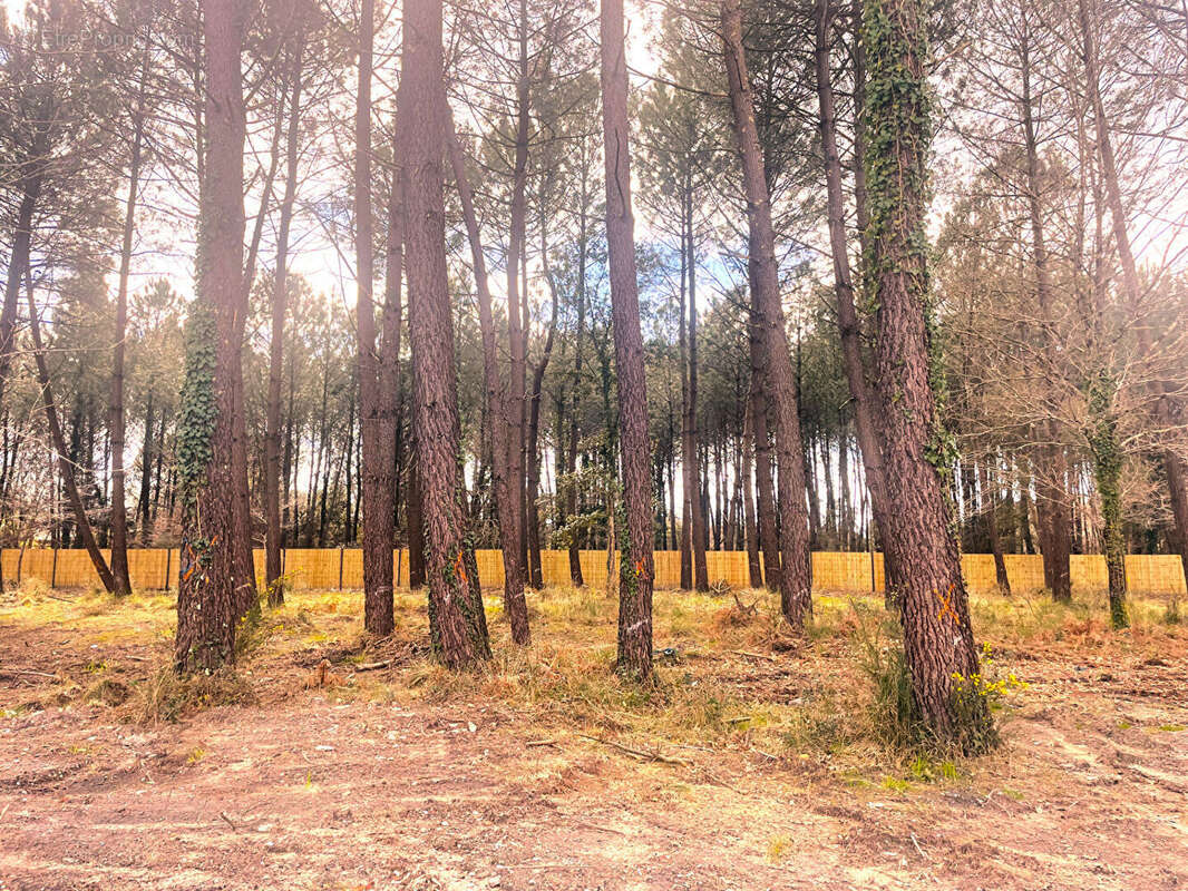 Terrain à SEIGNOSSE