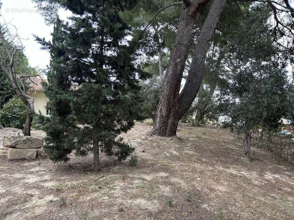 Terrain à BOUZIGUES