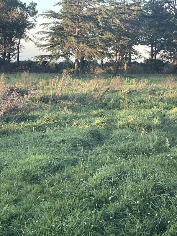 Terrain à GUJAN-MESTRAS