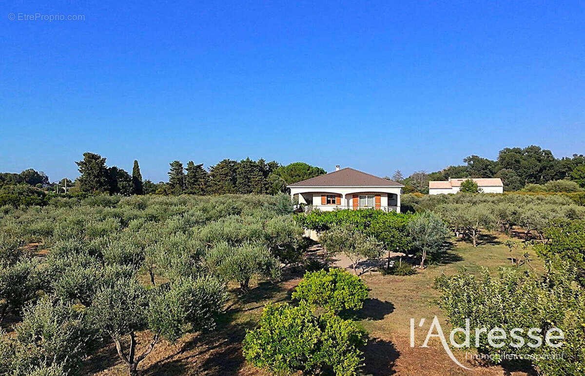 LUCCIANA  - propriété familiale de 202 m² au coeur d'une oliveraie - photo 17