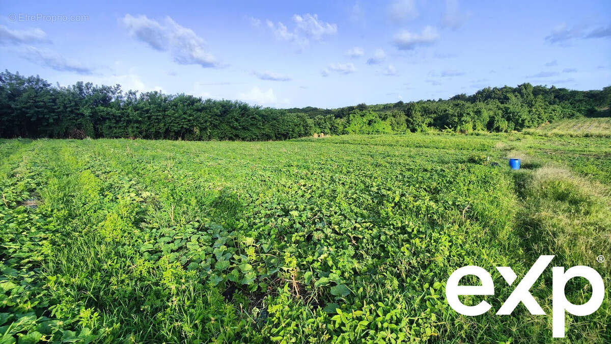 Terrain à LE VAUCLIN