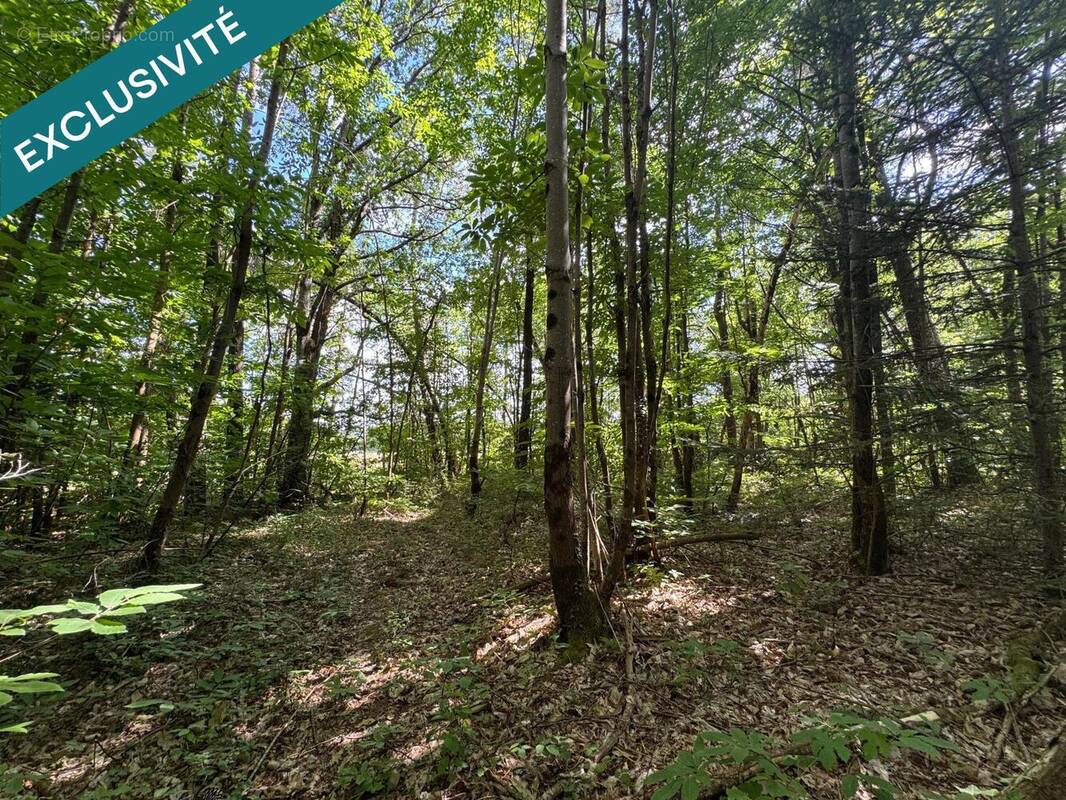 Photo 1 - Terrain à SAINT-VIVIEN-DE-BLAYE