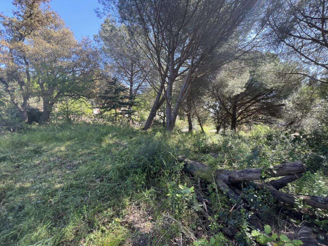 Terrain à ROQUEBRUNE-SUR-ARGENS