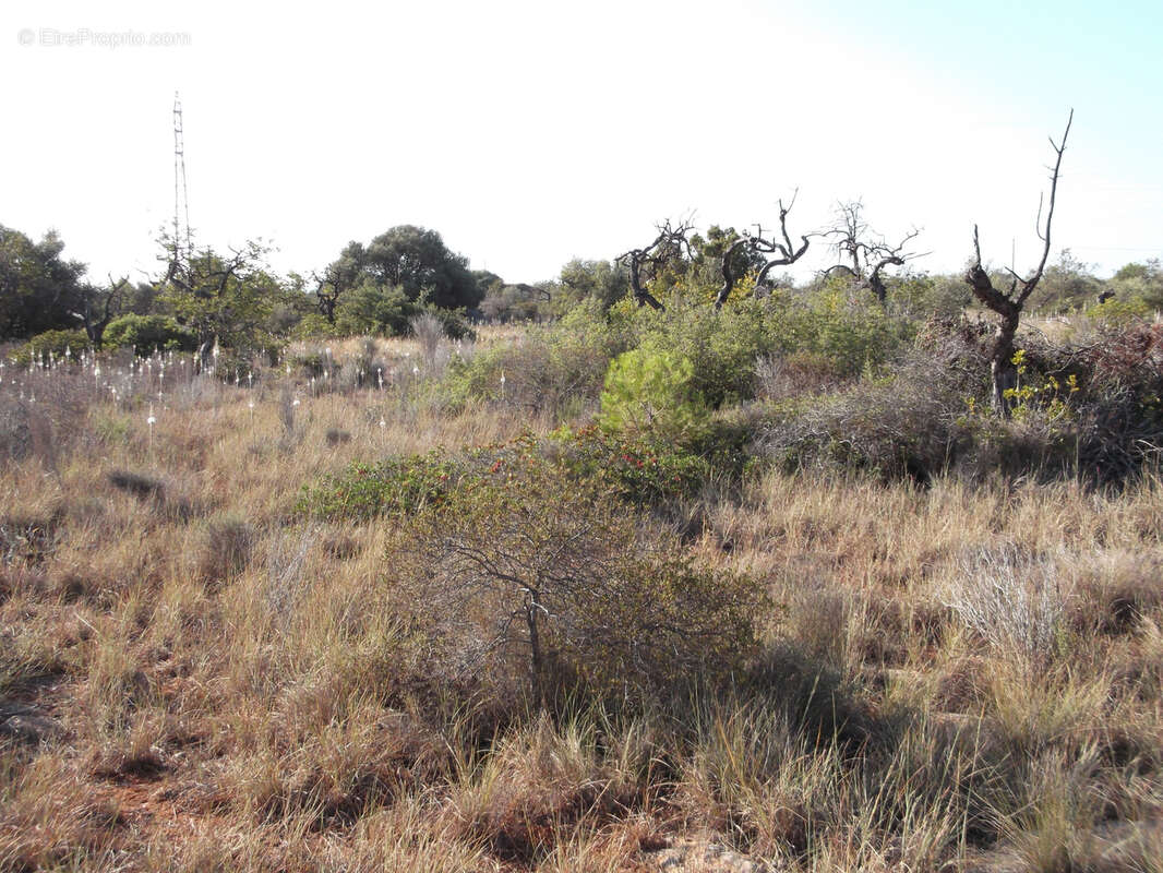 Terrain à PERPIGNAN