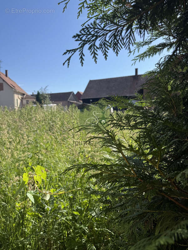 Terrain à NIEDERSCHAEFFOLSHEIM