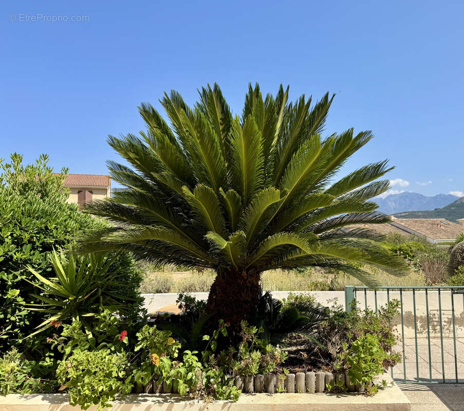 Studio Calvi Centre - photo 9