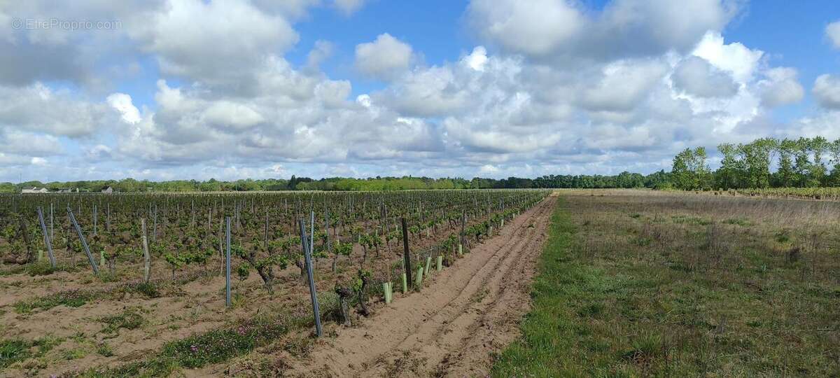 Photo 5 - Terrain à SAVIGNY-EN-VERON