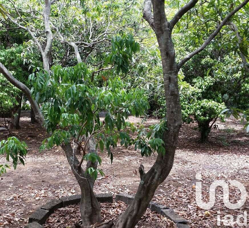 Photo 4 - Terrain à LE TAMPON