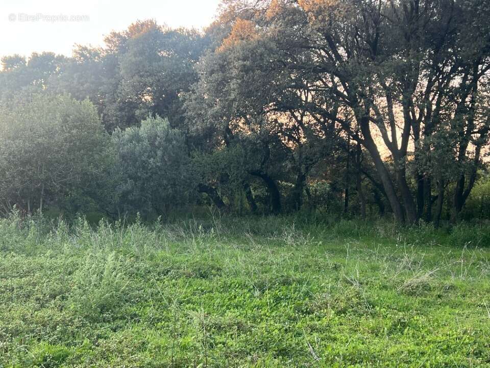 Terrain à PLAN-D&#039;ORGON