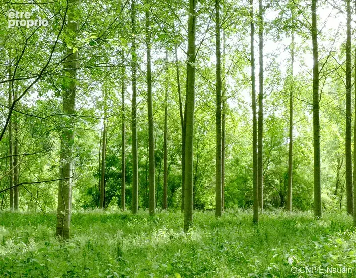 Photo Terrain à Genissac au prix de 10 000€
