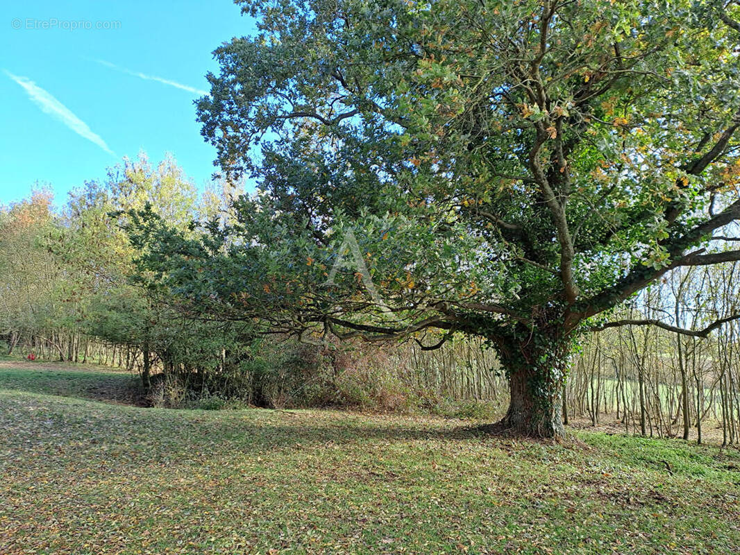Maison à CHALONNES-SUR-LOIRE