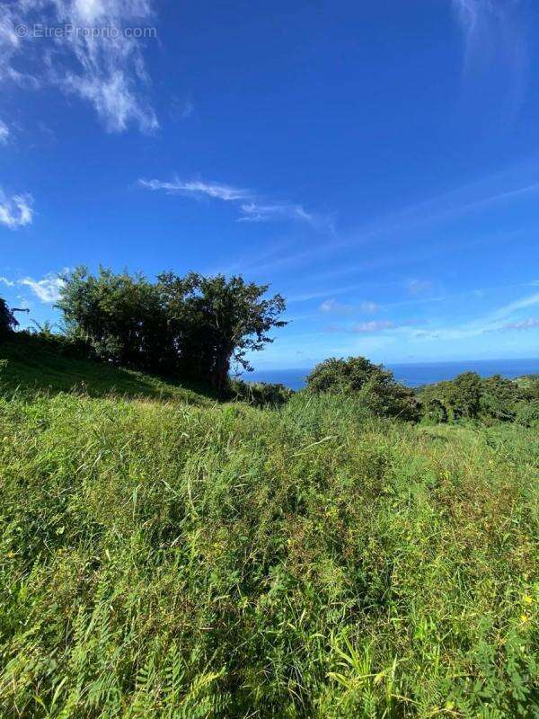 Terrain à LE MORNE-VERT