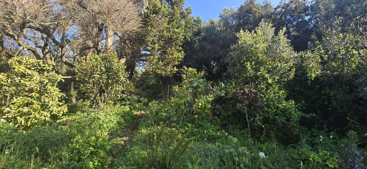Terrain à OLMETO